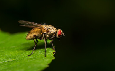 Macro shot of Flesh fly on the leaf. Sarcophagidae.