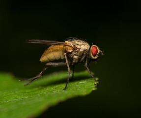 Macro shot of Flesh fly on the leaf. Sarcophagidae.