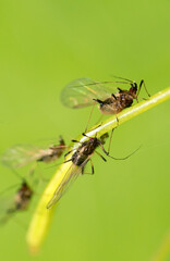 Macro shot of green Aphids on the stem. Aphidoidea.