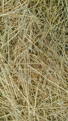 Background. Hay, mown grass. Close-up