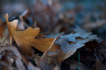 Brown autumn leaves fallen on the ground