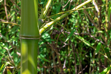 Obraz premium Bamboo stem close up