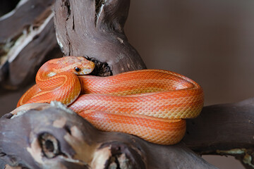 Brightly colored pet corn snake coils on branch in terrarium.