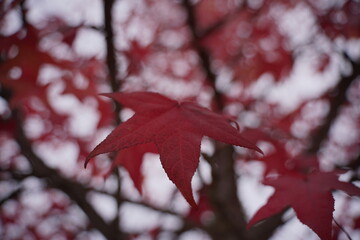Autumn leaves fall trees nature. Portugal