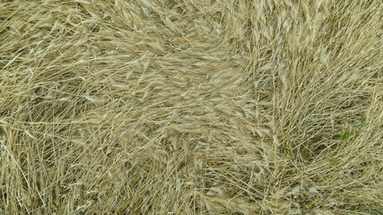 Background. Hay, mown grass. Close-up