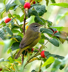 MacGillivray's Warbler during fall migration