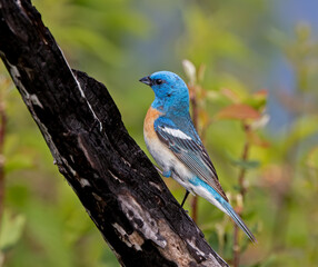 Lazuli Bunting perched on a burnt tree