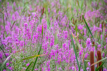 Obraz premium Pink flowers in the middle of a green marsh