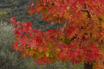 Naklejka na ściany i meble Autumn leaves fall trees nature. Portugal