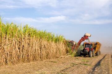 Colheita mecanizada de cana-de-açúcar. © Pulsar Imagens