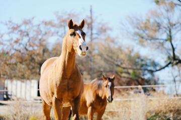 Fototapeta premium Two brown quarter horses being curious in autumn pasture on farm.
