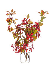 Berberis vulgaris (common barberry or european barberry) in a glass vessel on a white background