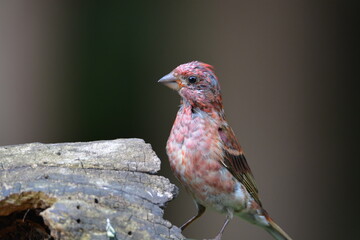 Purple Finch