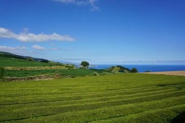 Fototapeta na wymiar Tea plantation on the island San Miguel, Acores, Portugal 