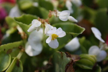 white flowers in the garden