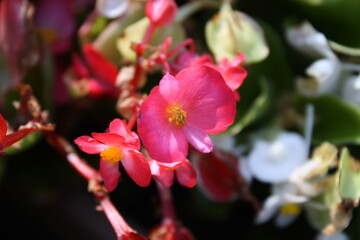 Obraz premium close up of garden flower