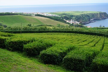 Teeplantage am Atlantik auf der Azoreninsel San Miguel, Portugal