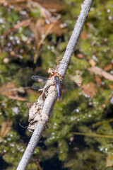 Black tailed skimmer dragonfly (orthetrum cancellatum) resting on rope at Lake Iseo in Italy