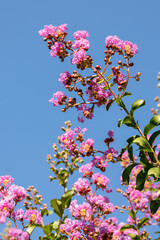 Crape Myrtle tree (Lagerstroemia indica) flowering in Bergamo