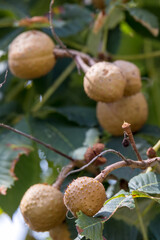 Red Horse Chestnut (Aesculus carnea Hayne) growing in Bergamo Italy