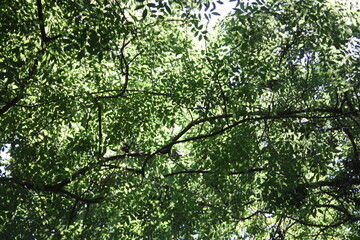 branches of green leaves of trees in a forest obscure the blue sky