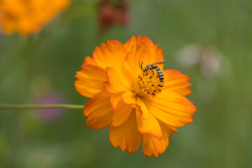 Garden Cosmos (Cosmos sulphureus Cav.) growing and flowering in a garden in Italy