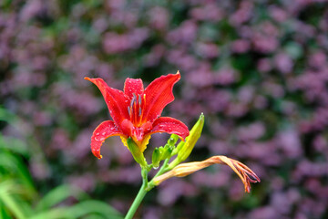Beautiful tiger lily blooms wet with rain drops after a rain