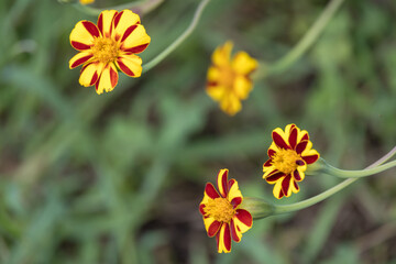 French Marigold (Tagetes patula) growing in a garden in Italy