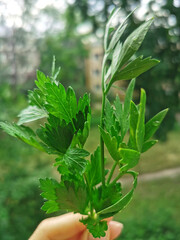 Parsley on a background of green trees