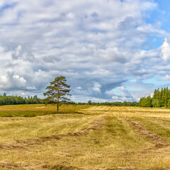 Fototapeta na wymiar A field with mowed grass in the Leningrad region.