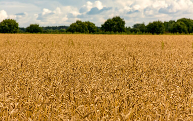 A field with ripened grain i.