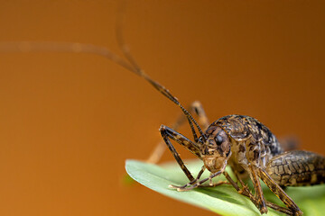 close up of a cricket on a leaf and orage background
