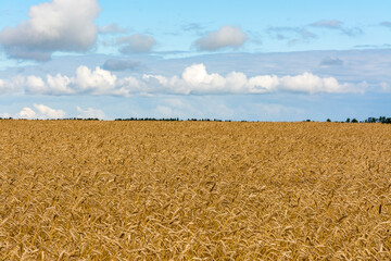 A field with ripened grain.