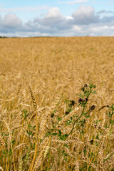 A field with ripened grain.