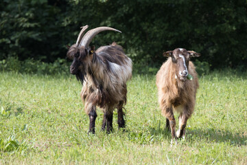 Domesticated goats wandering around the pasture in Torre de' Roveri Italy