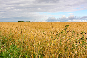 A field with ripened grain.