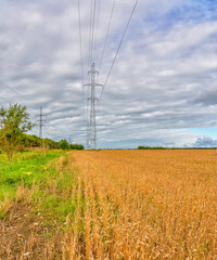 A field with ripened grain.