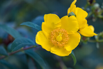 Obraz premium Dasiphora fruiticosa flowering in a garden in Bergamo Italy