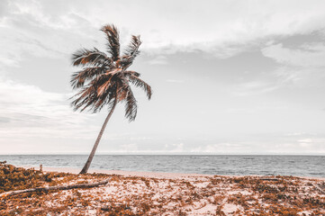 Palmera solitaria mece sus hojas al viento que sopla del Mar Caribe en una playa de República Dominicana durante un día de mar calmada.