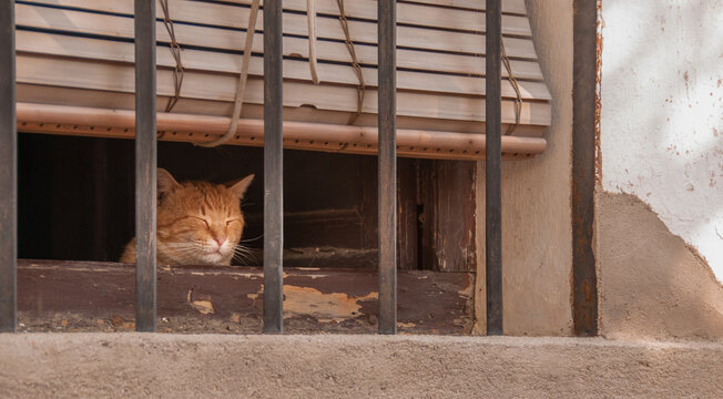 Un gato con rayas de tigre dom&eacute;stico echa la siesta junto a la ventana de madera de una casa vieja de un pueblo espa&ntilde;ol
