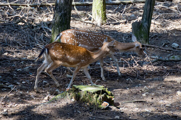 Fallow deer (Dama dama) wandering through woodland in italy