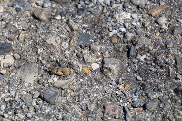 Grasshopper (Omocestus raymondi) in the sunshine in Italy