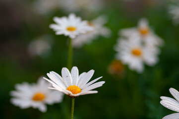 daisies in the garden