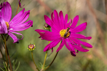 Obraz premium Bees feeding on a decaying cosmos flower in Italy