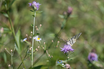 Swallowtail butterfly feeding on a flower at Torre de' Roveri in Italy