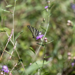 Swallowtail butterfly feeding on a flower at Torre de' Roveri in Italy