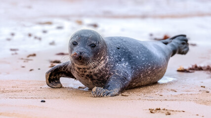 Common seal pup (harbour seal) coming ashore with wet sand on her fur