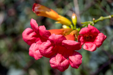 Obraz premium Campsis radicans growing in a garden in Torre de' Roveri Italy