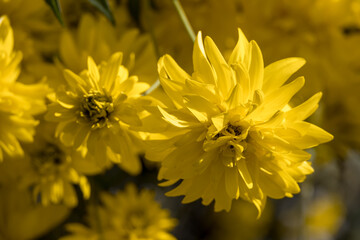 Kerria japonica growing in a garden in Alleghe Italy