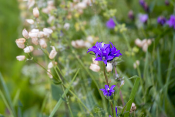 Campanula glomerata growing wild in the Dolomites